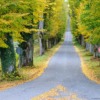 Fall Fork Road Trees Road Avenue  - Ted_Browning / Pixabay
