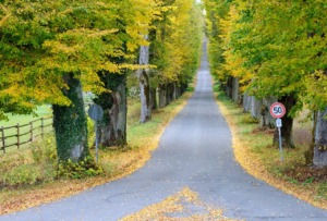 Fall Fork Road Trees Road Avenue  - Ted_Browning / Pixabay