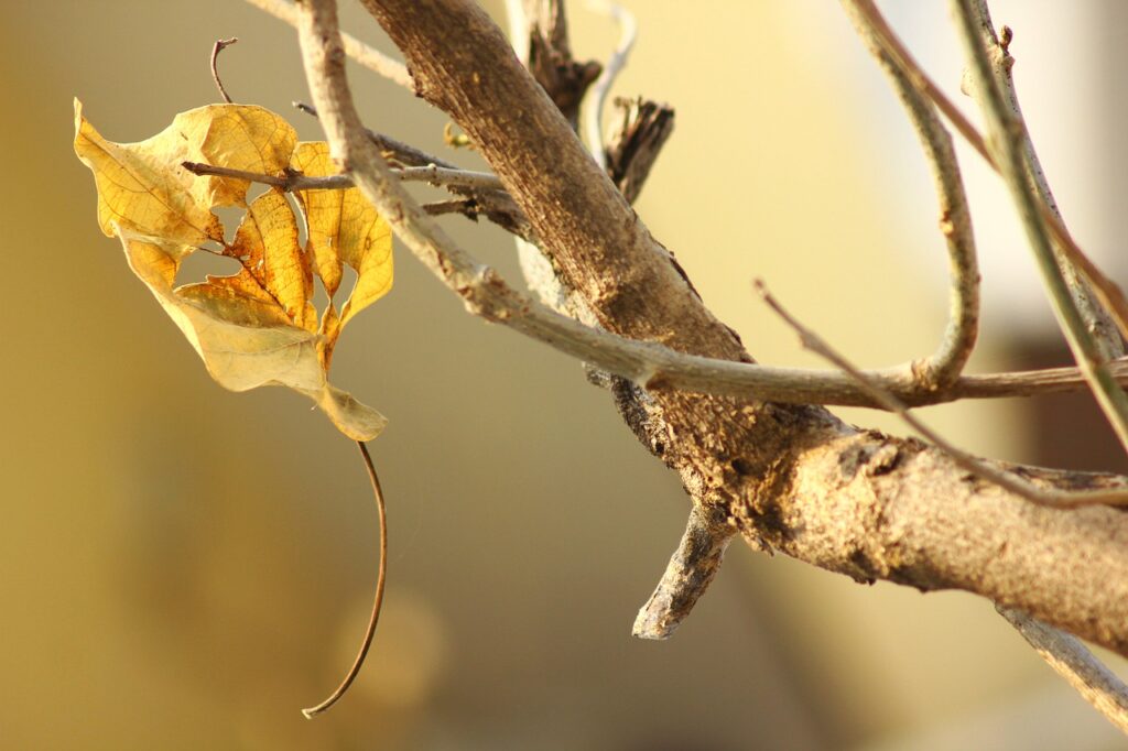 Fall Tree Leaf Autumn Leaves  - softhunterdevil / Pixabay