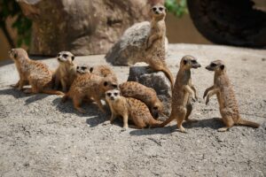 Family Pack Horde Meerkat  - RoyBuri / Pixabay