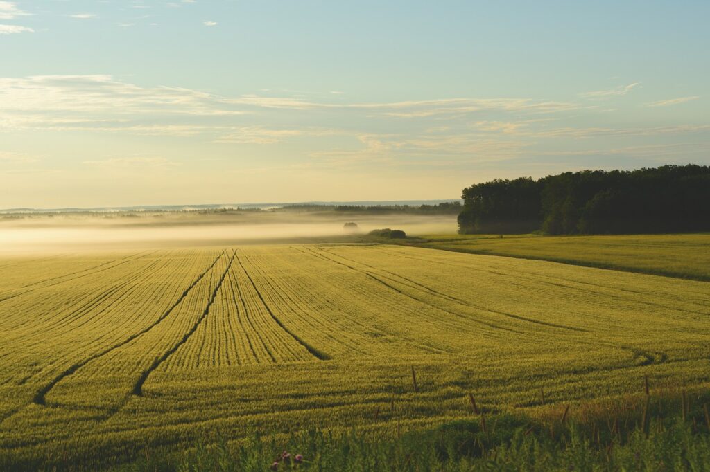 Farm Fog Sunrise Dawn Morning  - shawnkonopaski / Pixabay
