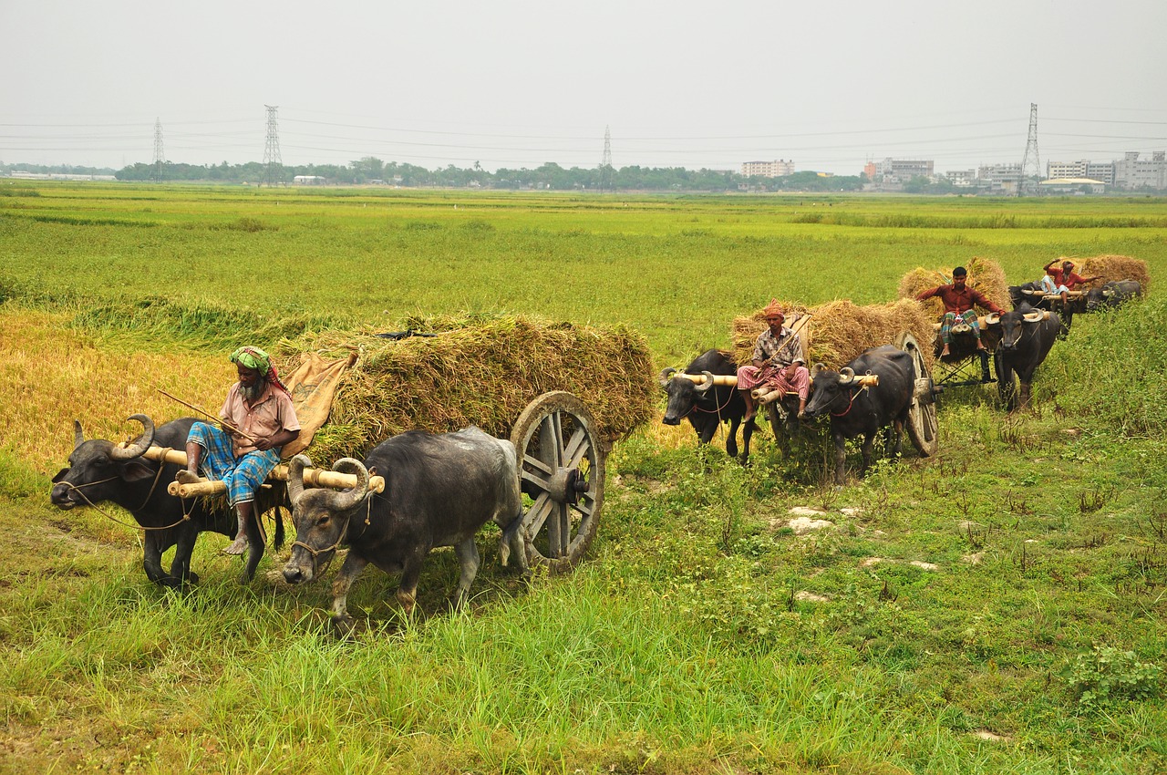 Farm Water Buffaloes Transport - MARUF_RAHMAN / Pixabay