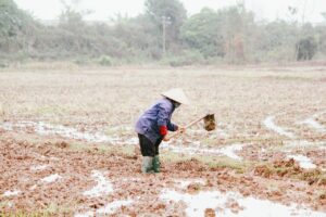 Farmer Field Cultivation Paddy  - Tramy1999 / Pixabay