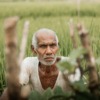 Farmer Old Man Agriculture Portrait  - SSHNK / Pixabay