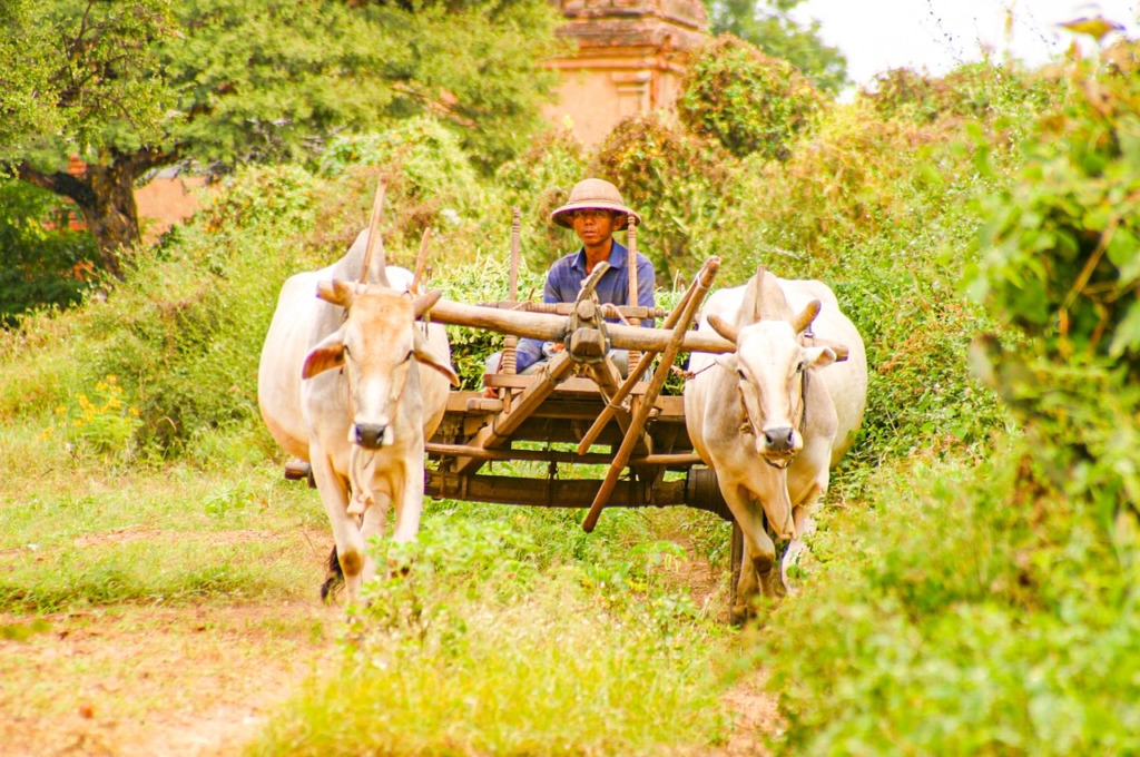 Farmer Ox Carts Ox Cart  - Kollinger / Pixabay
