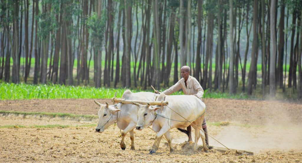Farmer Peasant Cultivation  - Sajal_Gallery_House / Pixabay