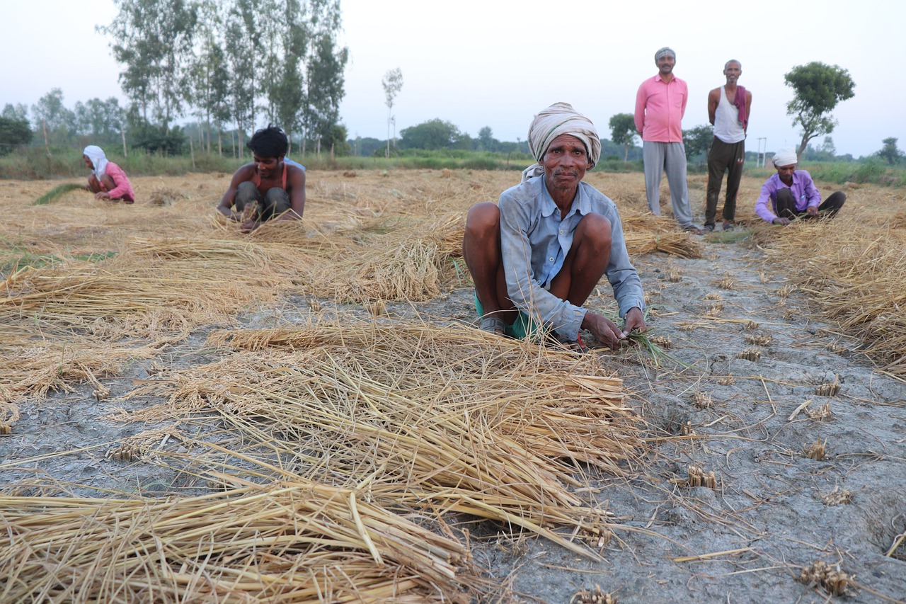 Farmers Crop Cutting Rice  - gaonkisan / Pixabay