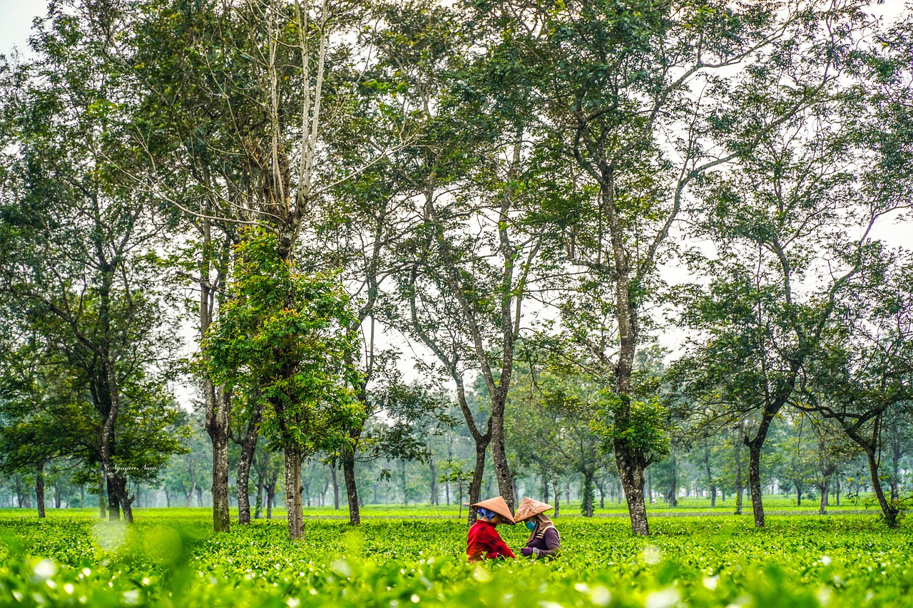 Farmers Field Rural Trees Plants - namnguyen6699 / Pixabay