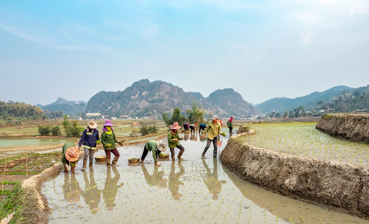 farmers rice fields country sapa 4897451