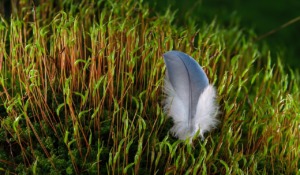 Feather Plumage Bird Fluffy Nature  - adege / Pixabay