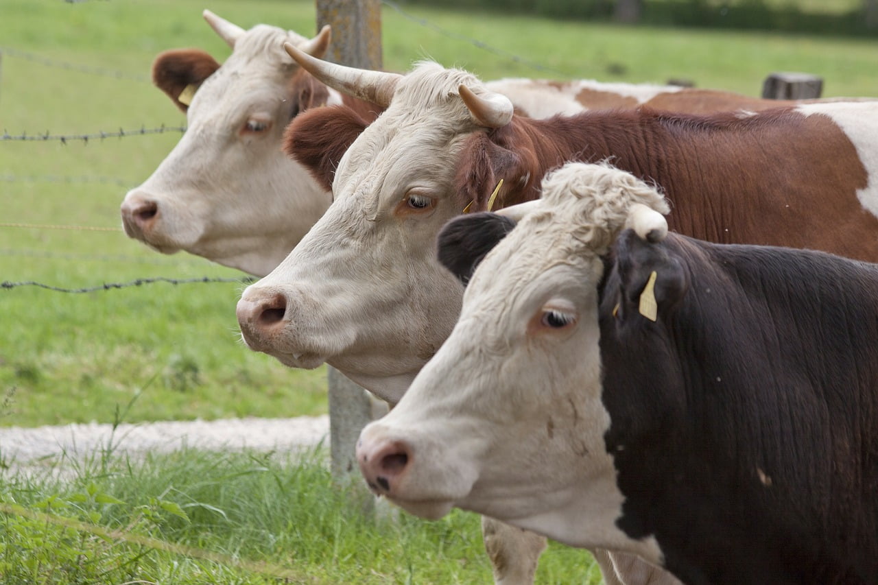 Female Cattle Cow Domestic Cattle  - stux / Pixabay