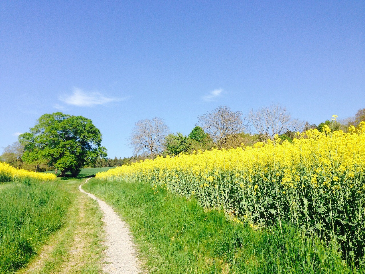Field Of Rapeseeds Oilseed Rape  - photosforyou / Pixabay
