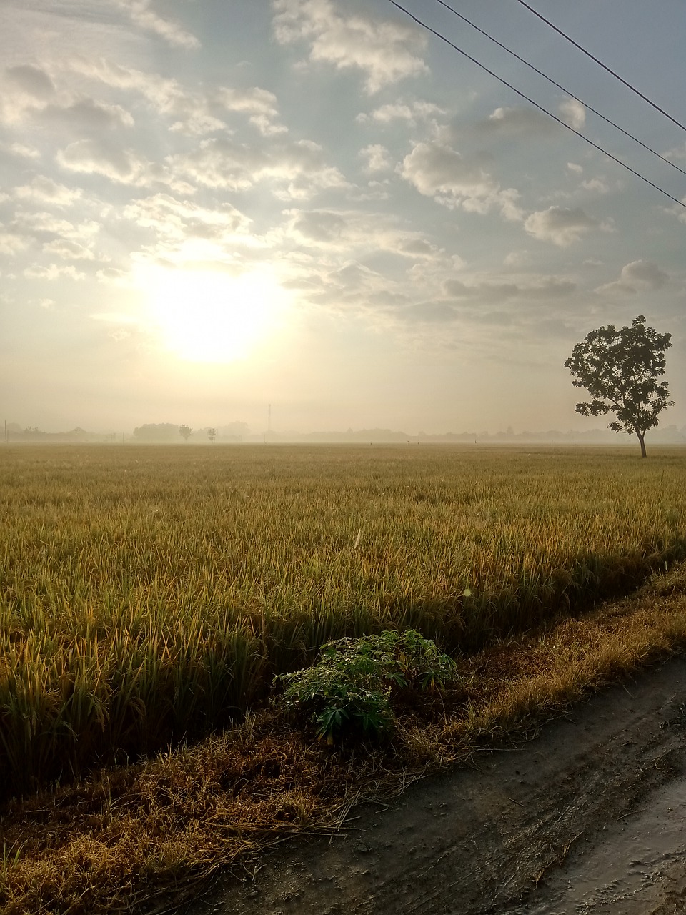 Field Rural Sun Sky Clouds  - pradiptafarel12 / Pixabay