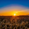 Field Sunset Grain Harvest Nature  - kampfmonchichi / Pixabay