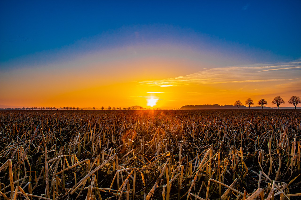 Field Sunset Grain Harvest Nature - kampfmonchichi / Pixabay