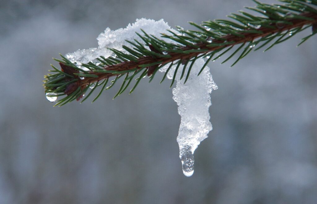 Fir Snow Ice Thaw Winter Melt  - tfrdic / Pixabay