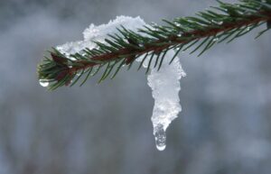 Fir Snow Ice Thaw Winter Melt - tfrdic / Pixabay
