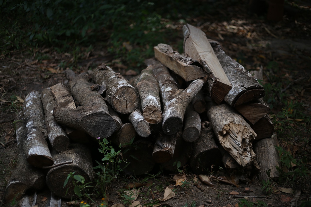 Firewood Wood Coal The Forest - aurocunha / Pixabay