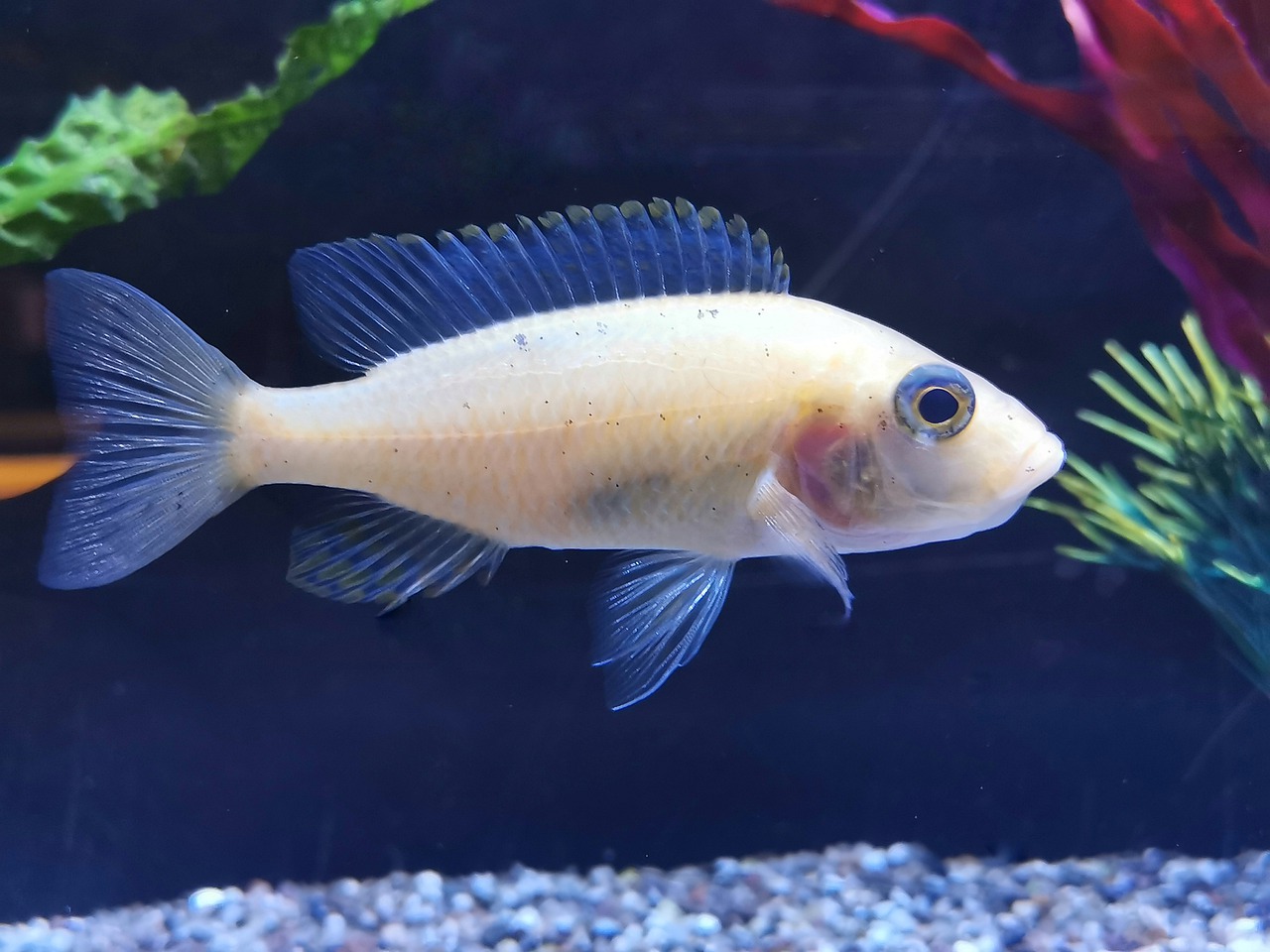 Fish Aquarium Marine Species  - Alexandra_Koch / Pixabay