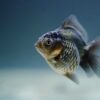 Fish Carassius Veiltail Fins  - Rethinktwice / Pixabay