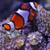 Fish Clown Fish Aquarium Nemo  - mjimages / Pixabay