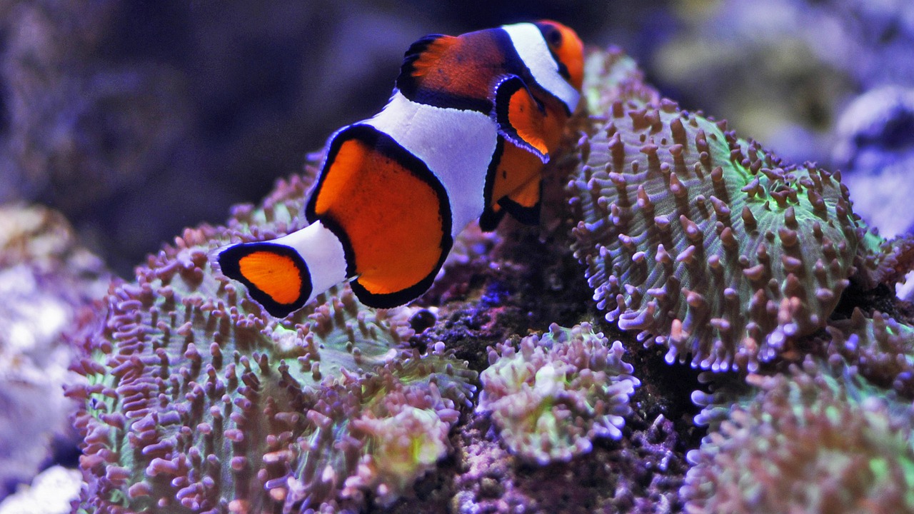 Fish Clown Fish Aquarium Nemo  - mjimages / Pixabay