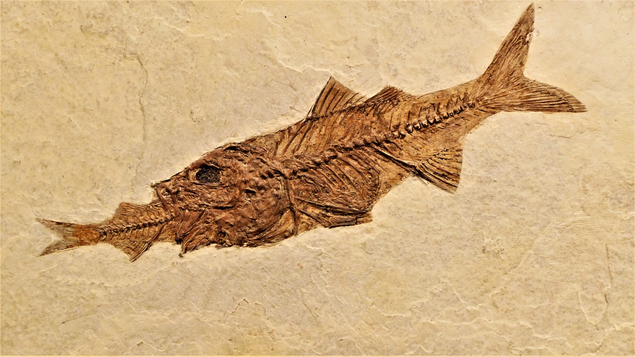 Fish Fossil Perch Rock Skeleton - JDShelton / Pixabay