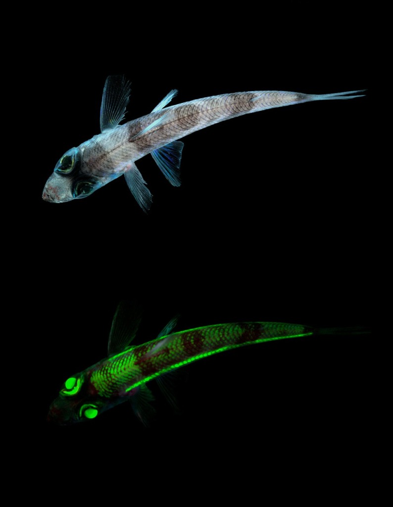 Fish Greeneyes Deep Sea Fish  - WikiImages / Pixabay