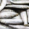 Fish Sardines Fresh Fish Close Up  - PhotoEnduro / Pixabay