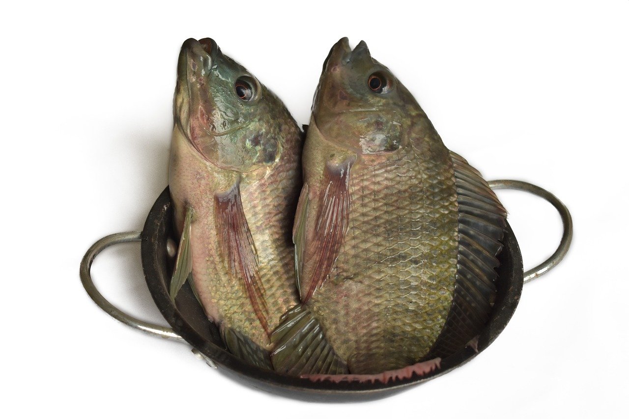 fish small fish fishing nature 3754939