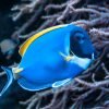 Fish Surgeonfish  - susanne906 / Pixabay