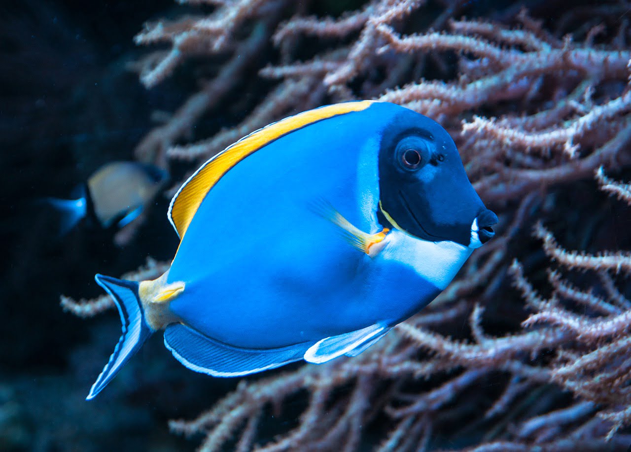 Fish Surgeonfish - susanne906 / Pixabay