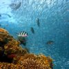 fish underwater corals sea ocean 378286