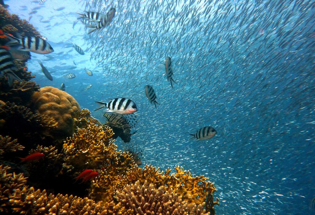 fish underwater corals sea ocean 378286
