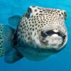 Fish Underwater Diving  - SvenBachstroem / Pixabay