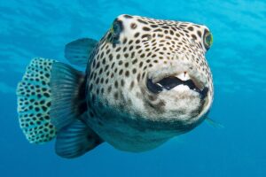 Fish Underwater Diving  - SvenBachstroem / Pixabay
