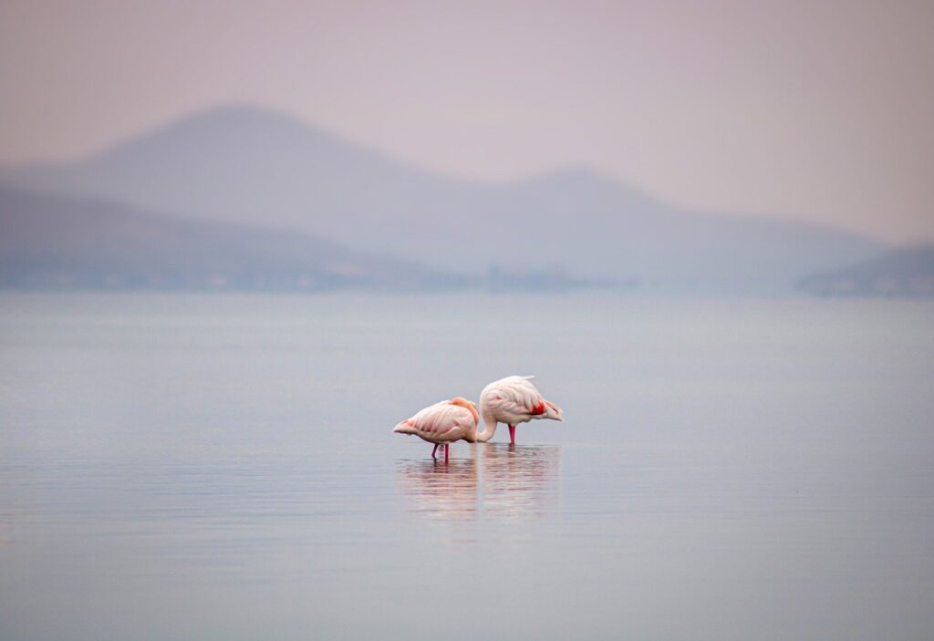 Flamingos Birds Lake Animals  - Leolo212 / Pixabay