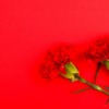 Flower Bloom Carnation Blossom  - tamanna_rumee / Pixabay