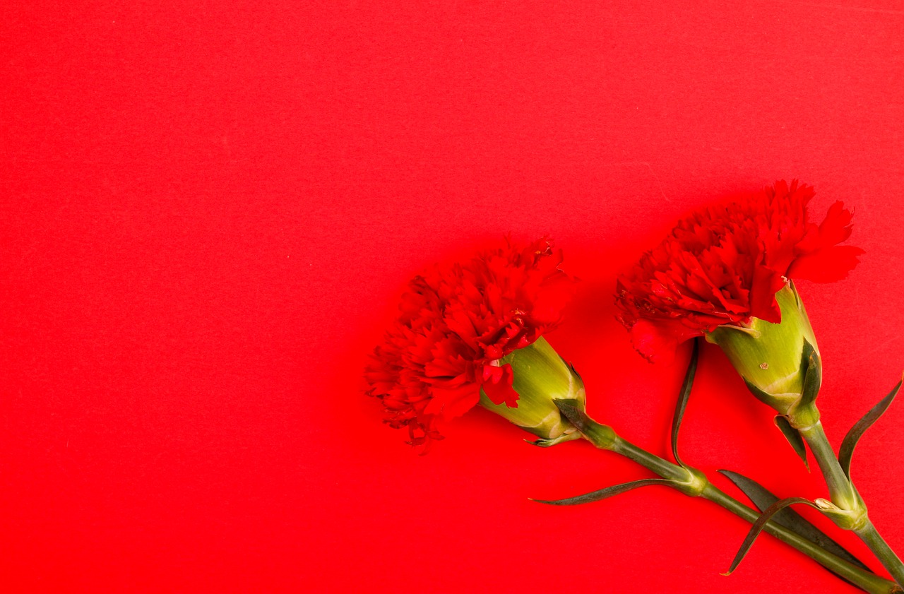 Flower Bloom Carnation Blossom  - tamanna_rumee / Pixabay