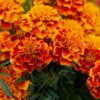 Flower Blossom Bloom Yellow Orange  - Bru-nO / Pixabay
