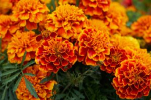 Flower Blossom Bloom Yellow Orange  - Bru-nO / Pixabay