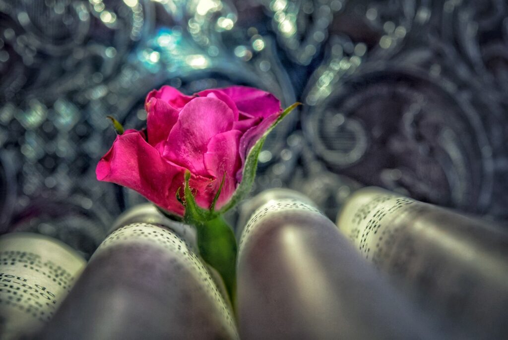 Flower Book Still Life Rose Bloom  - I_ren_e / Pixabay