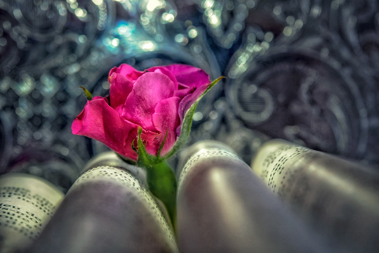 Flower Book Still Life Rose Bloom - I_ren_e / Pixabay