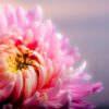 flower chrysanthemum petals 202483