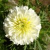 Flower Chrysanthemum White Mums  - sarangib / Pixabay