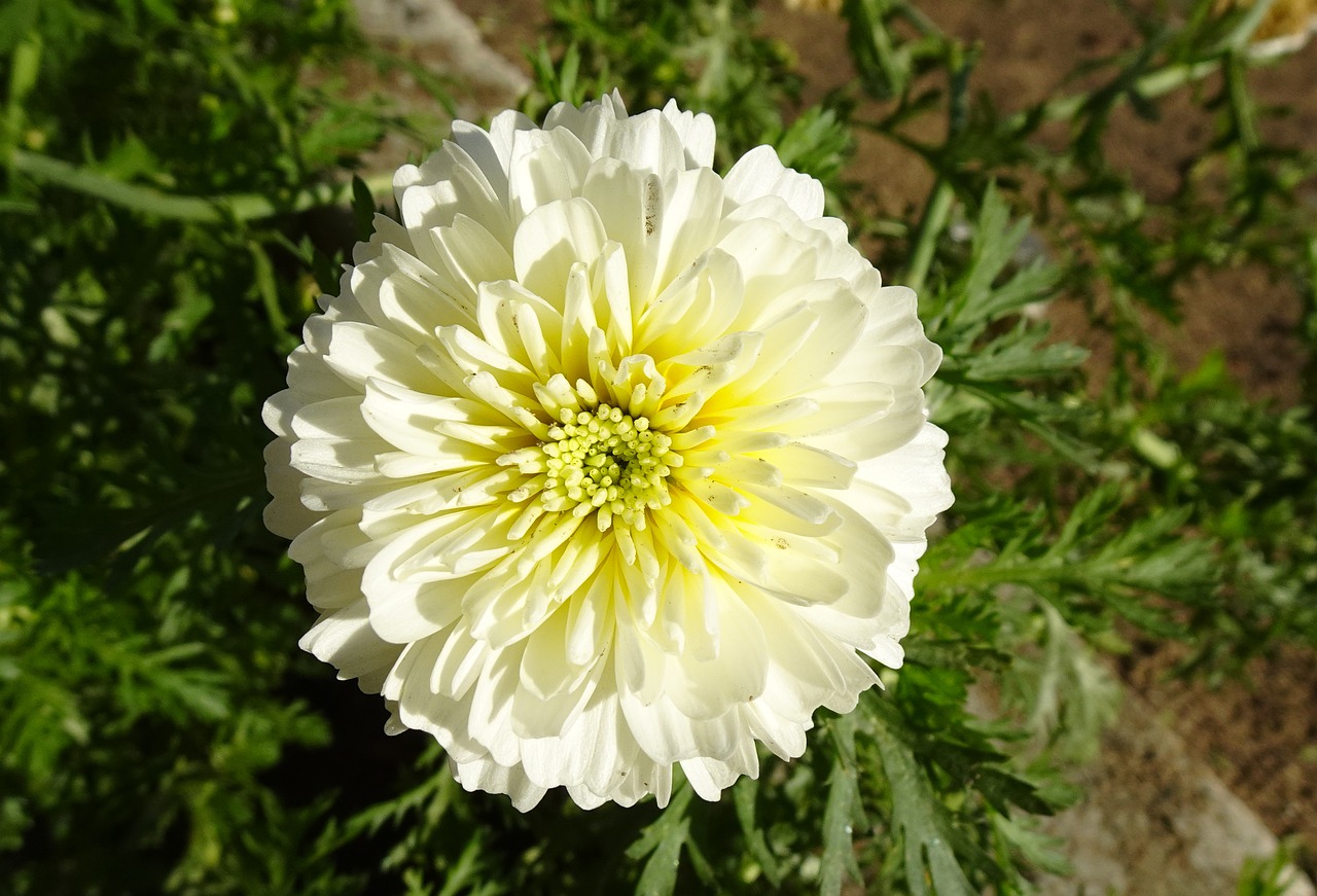 Flower Chrysanthemum White Mums - sarangib / Pixabay