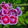 Flower Clove Blossom Bloom Petals  - anaterate / Pixabay