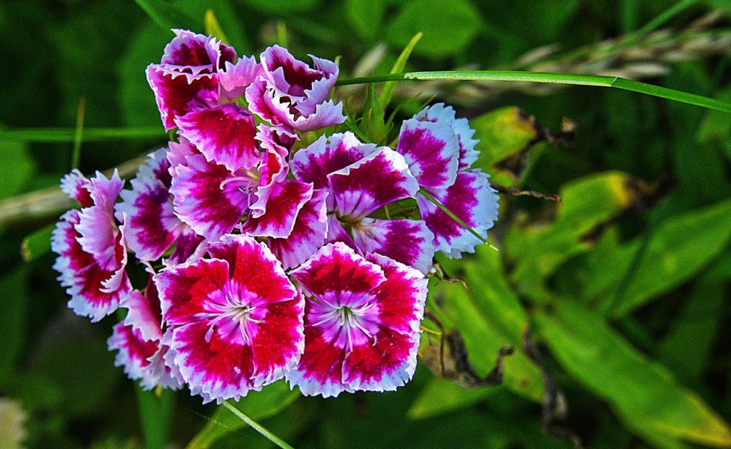 Flower Clove Blossom Bloom Petals  - anaterate / Pixabay