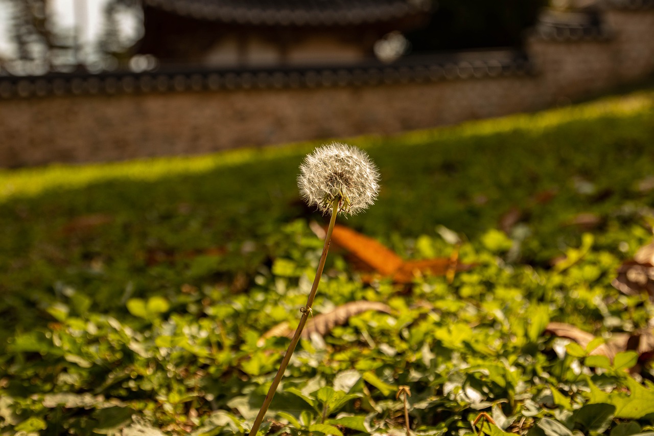 Flower Dandelion Wildflower Seeds - bin101501 / Pixabay