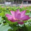 Flower Lotus Water Lily Summer  - Lancier / Pixabay